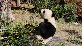 FOTO: Ramai-ramai Melepas Panda Kebun Binatang Tokyo Pulang ke China