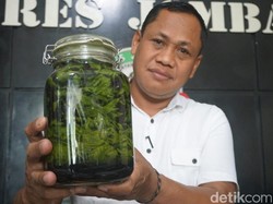 Petani Ganja di Jombang juga Eksperimen Fermentasi untuk Diminum
