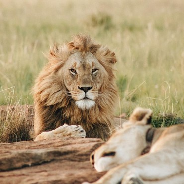 Hukum Makan Daging Hewan Bertaring dalam Islam, Ini Penjelasannya