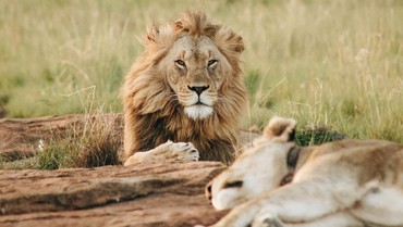 Hukum Makan Daging Hewan Bertaring dalam Islam, Ini Penjelasannya