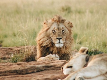 Hukum Makan Daging Hewan Bertaring dalam Islam, Ini Penjelasannya