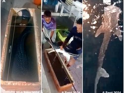 Bayi Hiu Paus Ditemukan di Teluk Saleh NTB, Pertama Kalinya di RI!