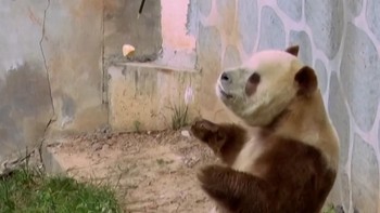 Panda Langka Qi Zai Latihan Fisik Jelang Musim Dingin