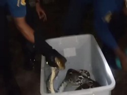 Mangsa Ayam, Piton 3 Meter Dievakuasi Damkar Klaten