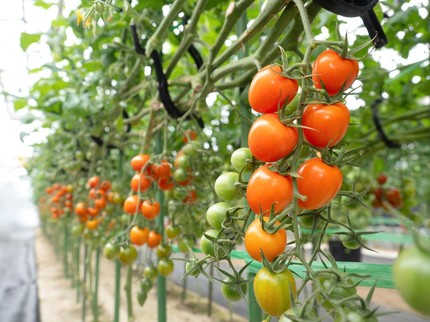 7 Tanaman Sayuran Merambat, Cocok untuk Rumah dengan Lahan Terbatas