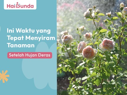 Ini Waktu yang Tepat Menyiram Tanaman Setelah Hujan Deras