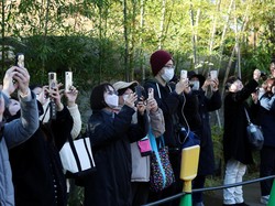 Mau Pamit dari Jepang, Panda Kembar Ueno Bikin Warga Rela Antre Panjang