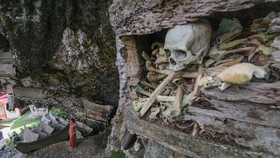 Kebakaran Hutan Merembet ke Kuburan Batu Objek Wisata Toraja Utara