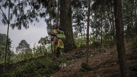 3 Negara Pemilik Hutan Luas Tapi Didera Kemiskinan, Ada RI?