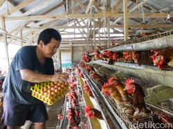 Kementan Sebut MBG Bikin Peternakan Ayam Makin Banyak