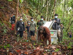 3 Orang Utan Kalimantan Dilepasliarkan di TNBBBR Melawi