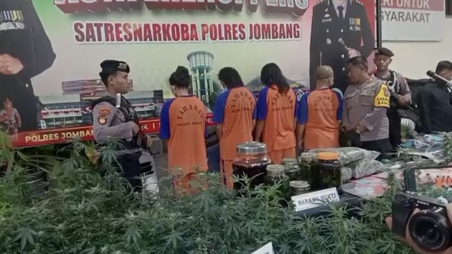 Polisi menangkap pasutri yang diduga otak penanaman ratusan tanaman ganja. Penangkapan berawal dari kasus sebelumnya.