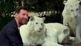 Momen Messi Main Sepak Bola dengan Gajah di India