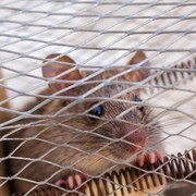 5 Tanaman Terbaik untuk Usir Tikus dari Rumah, Ada yang Mudah Dirawat!