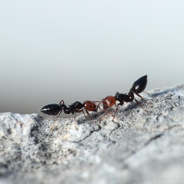 5 Aroma yang Bisa Mengusir Semut Secara Alami dan Ampuh