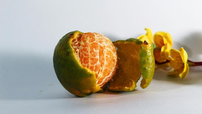Bagi semut, aroma jeruk yang tajam sangat menjijikkan. Aroma jeruk ini dapat mengganggu jalur feromon yang digunakan semut untuk navigasi.