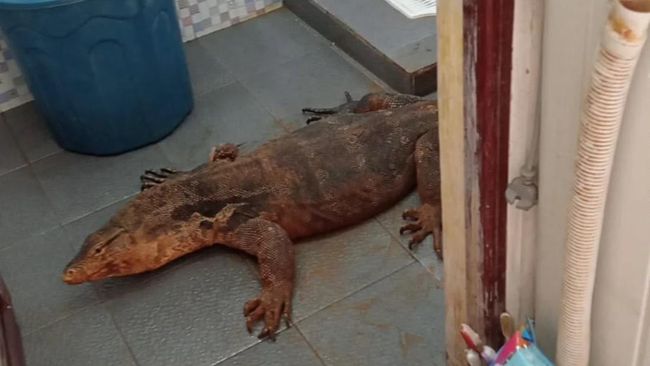 Hujan deras di Jabodetabek bikin biawak kerap muncul ke permukiman. Simak cara aman dan efektif mengusirnya dari rumah.