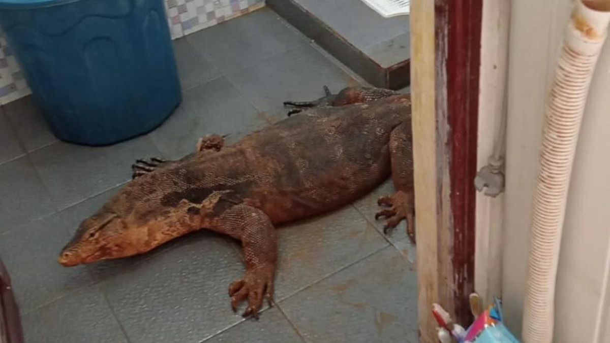 10 Cara Aman Usir Biawak di Rumah yang Muncul Saat Musim Hujan