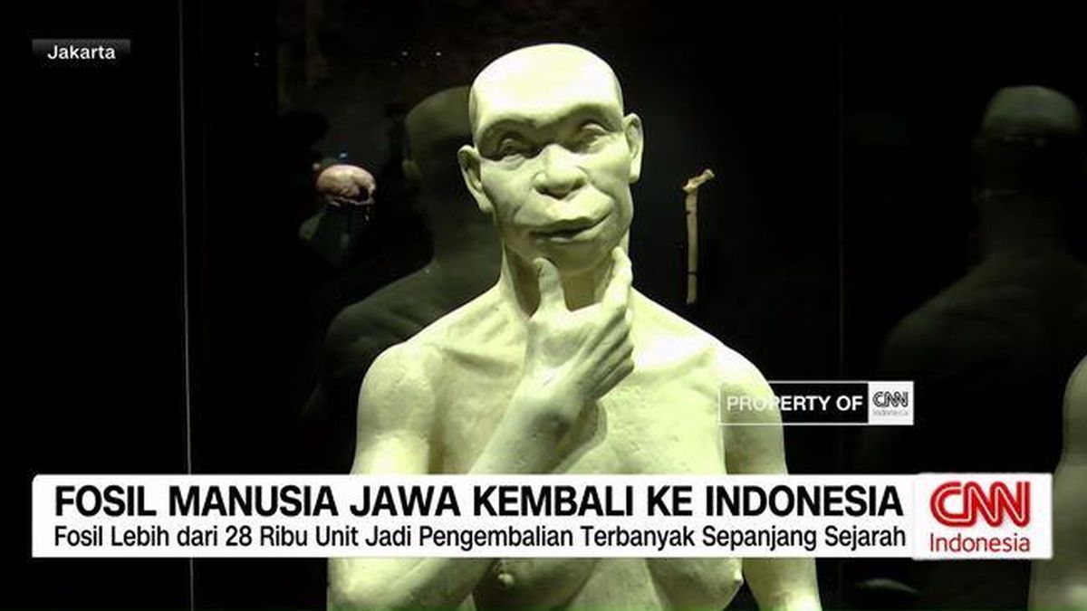VIDEO: Fosil Manusia Jawa Kembali ke Indonesia