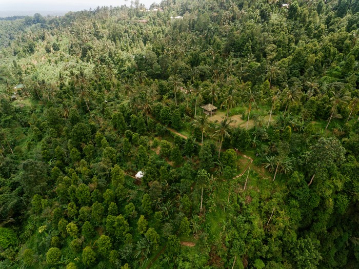 Reforestasi untuk memulihkan hutan beserta seluruh ekosistemnya wajib dilakukan untuk menghindari bahaya deforestasi. Butuh waktu hingga 120 tahun hingga hutan pulih sepenuhnya.