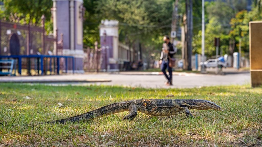 Apakah Daging Biawak Haram Dimakan dalam Pandangan Islam?