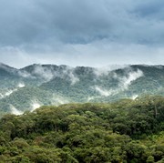 Pemulihan Deforestasi, Berapa Lama Hutan Gundul Bisa Menjadi Hutan Kembali?