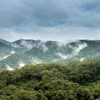 Pemulihan Deforestasi, Berapa Lama Hutan Gundul Bisa Menjadi Hutan Kembali?