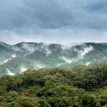 Pemulihan Deforestasi, Berapa Lama Hutan Gundul Bisa Menjadi Hutan Kembali?