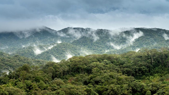 Pemulihan Deforestasi, Berapa Lama Hutan Gundul Bisa Menjadi Hutan Kembali?