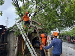 Hujan Disertai Angin Bikin Pohon Tumbang Timpa Warung di Bogor