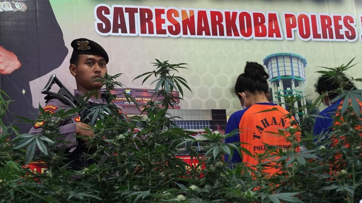 Polisi Sita Barang Bukti Greenhouse Ganja di Jombang Senilai Rp6,5 M