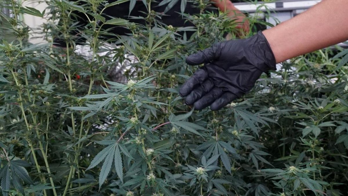Pria di Bandung Sulap Rumah Ditempati Anak-Istri Jadi Ladang Ganja