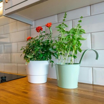 5 Tanaman Pengusir Lalat di Rumah, Bentuk Estetik dan Punya Aroma Segar