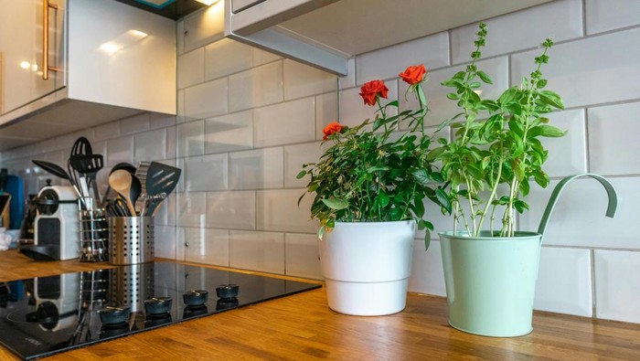 5 Tanaman Pengusir Lalat di Rumah, Bentuk Estetik dan Punya Aroma Segar