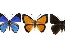 262 Spesies Resmi Punya Nama, Ada dari Indonesia