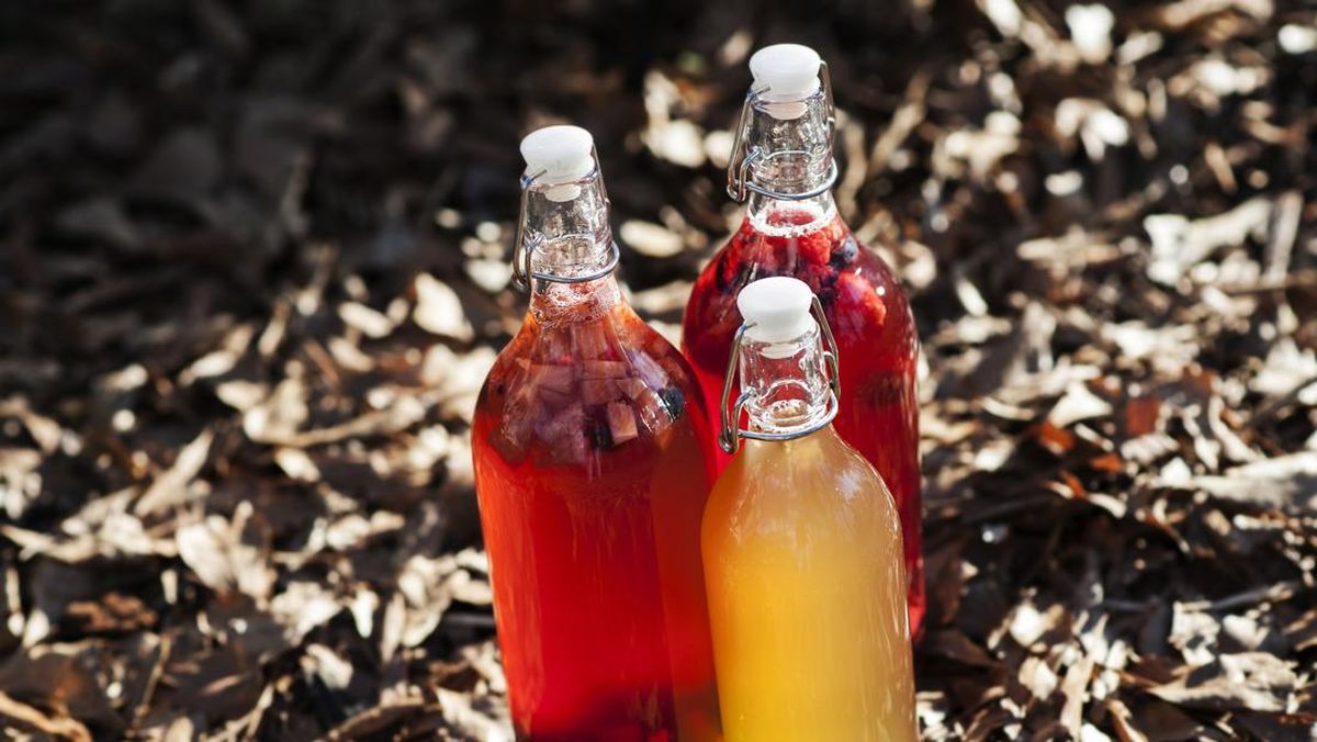 Anak Muda China Digandrungi Tren Baru: Memelihara Jamur dari Minuman