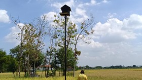 'Pasukan Burung Hantu' Bantu Cegah Petani Banggai Tersetrum di Sawah
