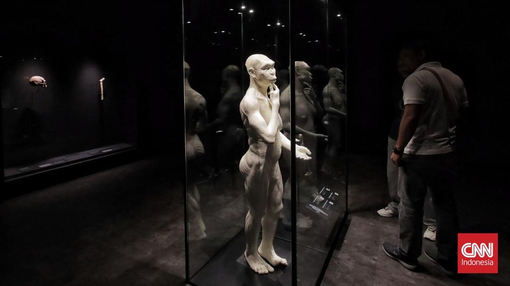 Museum Nasional Siap Gelar Pameran Khusus Rayakan Pulangnya 'Java Man'