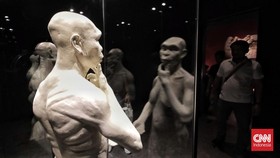 FOTO: Kembalinya Fosil Java Man ke Nusantara