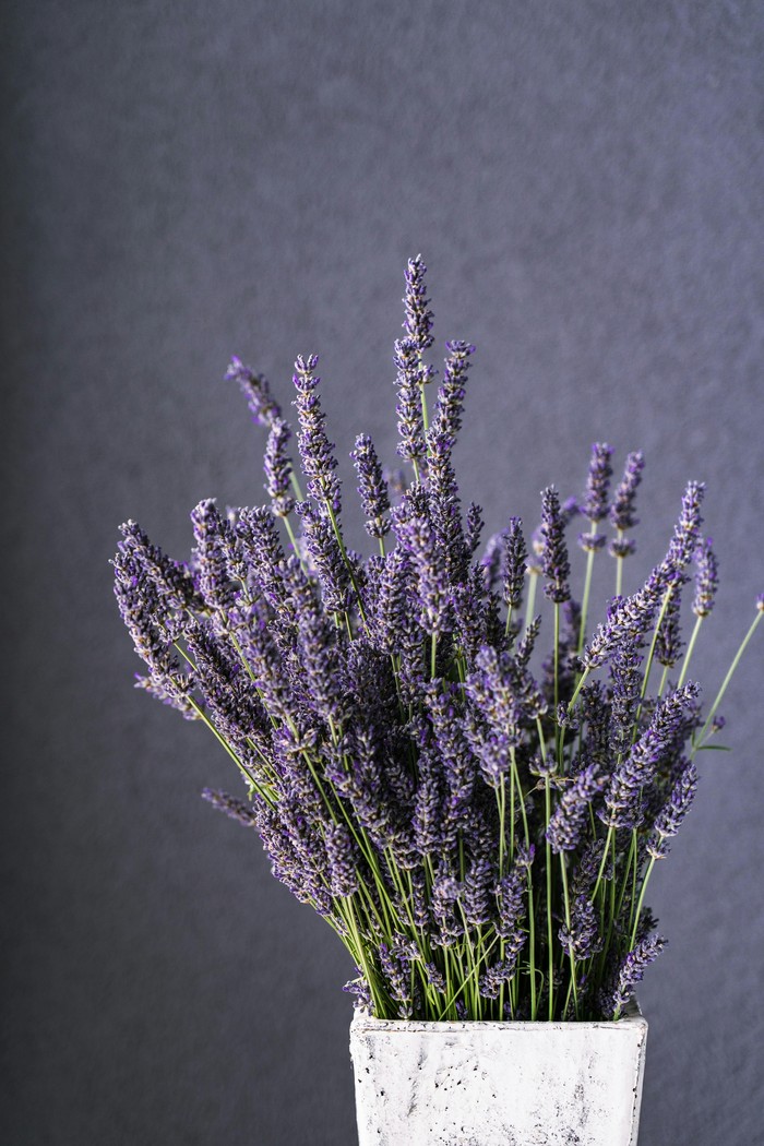 Lavender sering digunakan sebagai parfum dan diffuser. Tanamannya juga bisa mengusir serangga di rumah.