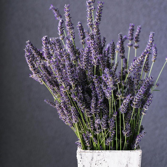 Lavender sering digunakan sebagai parfum dan diffuser. Tanamannya juga bisa mengusir serangga di rumah.