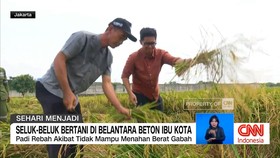 VIDEO: Seluk-Beluk Bertani di Belantara Beton Ibu Kota