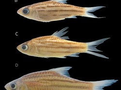 Ini Spesies Baru Sungai Mahakam, Si Ikan Air Tawar Mini