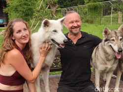 Sensasi Makan Siang Ditemani Kawanan Serigala di Alpha Wolf Lodge Tabanan