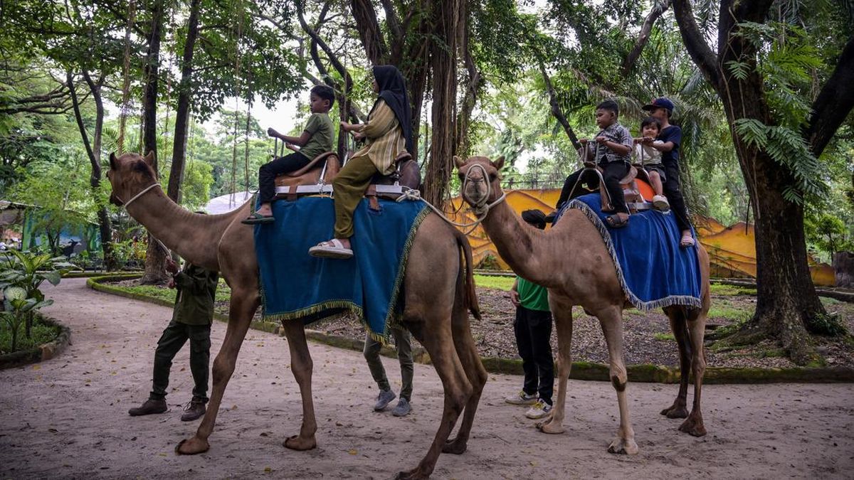 Satwa Kebun Binatang Surabaya Kurus dan Mati Imbas Korupsi Dana Pakan