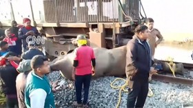 Kereta Api di India Tabrak 7 Ekor Gajah hingga Mati