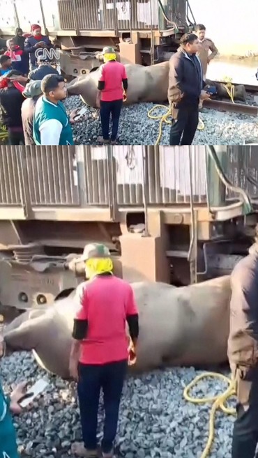 Kereta Api di India Tabrak 7 Ekor Gajah hingga Mati