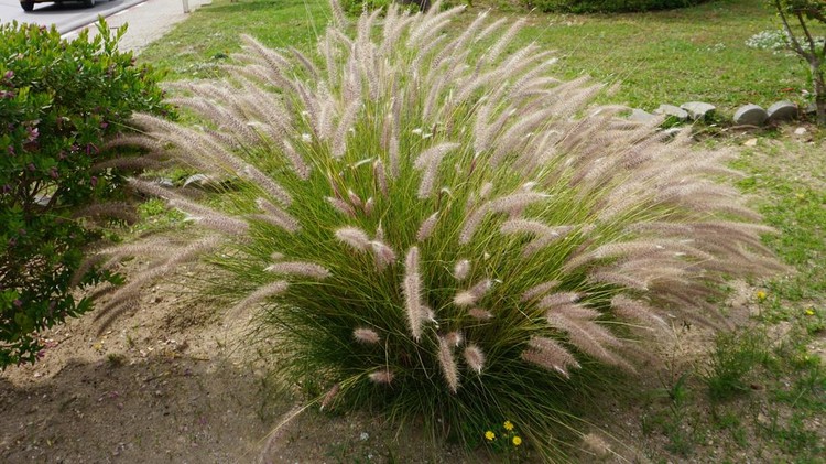 Fountain grass Hameln - Latin name Cenchrus alopecuroides Hameln or Pennisetum alopecuroides Hameln