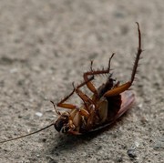 5 Cara Mengusir Kecoak Secara Alami, Rumah Auto Bersih!