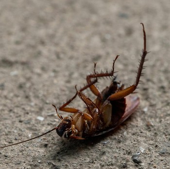 5 Cara Mengusir Kecoak Secara Alami, Rumah Auto Bersih!